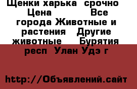 Щенки харька! срочно. › Цена ­ 5 000 - Все города Животные и растения » Другие животные   . Бурятия респ.,Улан-Удэ г.